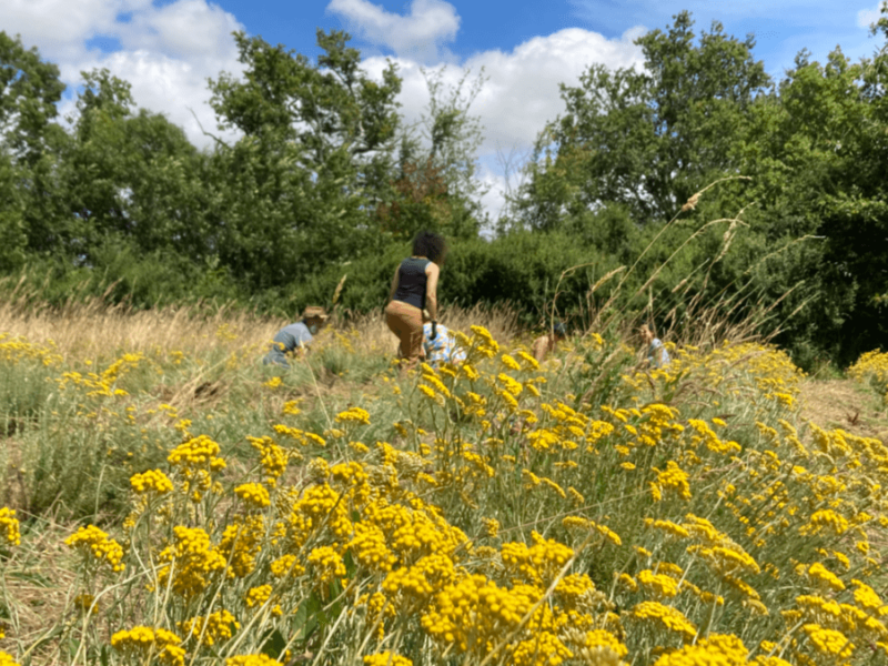 Hydrolat d'Hélichryse d'Italie / Immortelle d'Italie