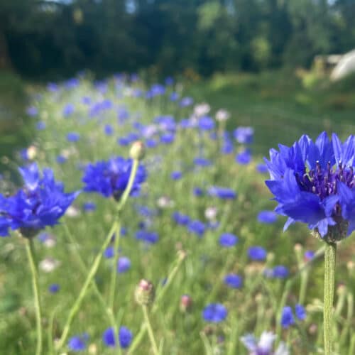 champs de bleuets