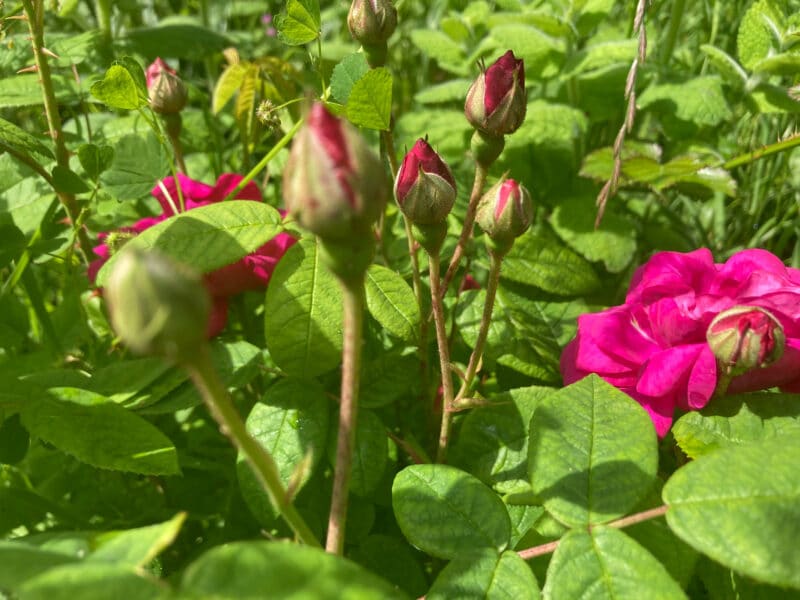 Sirop de Roses anciennes