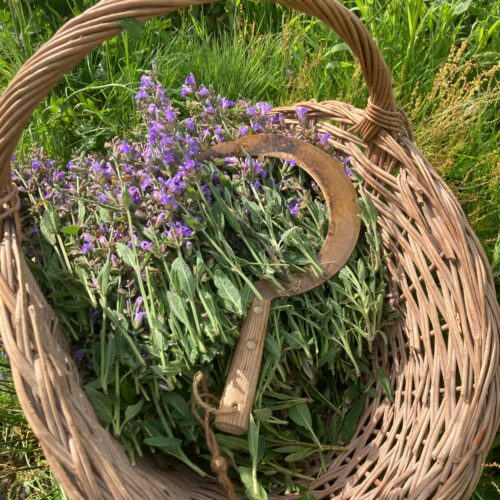 Hydrolat de Sauge officinale
