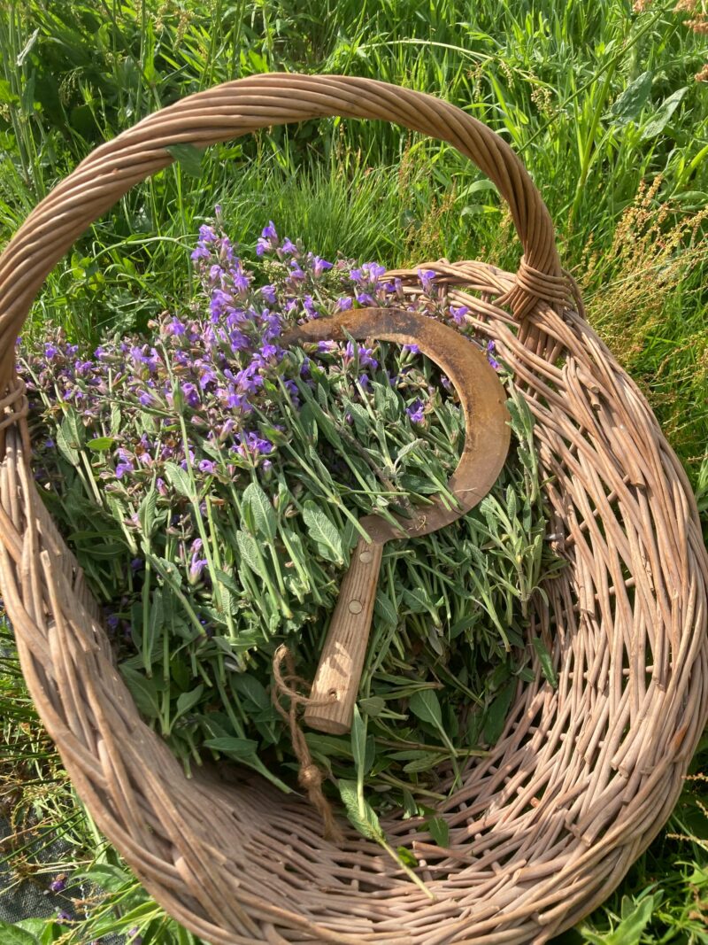 Hydrolat de Sauge officinale
